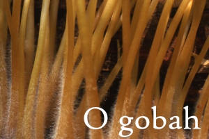 O gobah z Jožetom Koscem