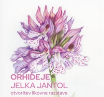 ORHIDEJE JELKA JANTOL, otvoritev likovne razstave