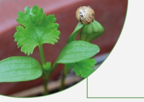 PRIDELAVA DOMAČIH SEMEN IN SADIK, predavanje Miše Pušenjak