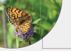 BIOTSKA PESTROST SUHIH TRAVNIKOV